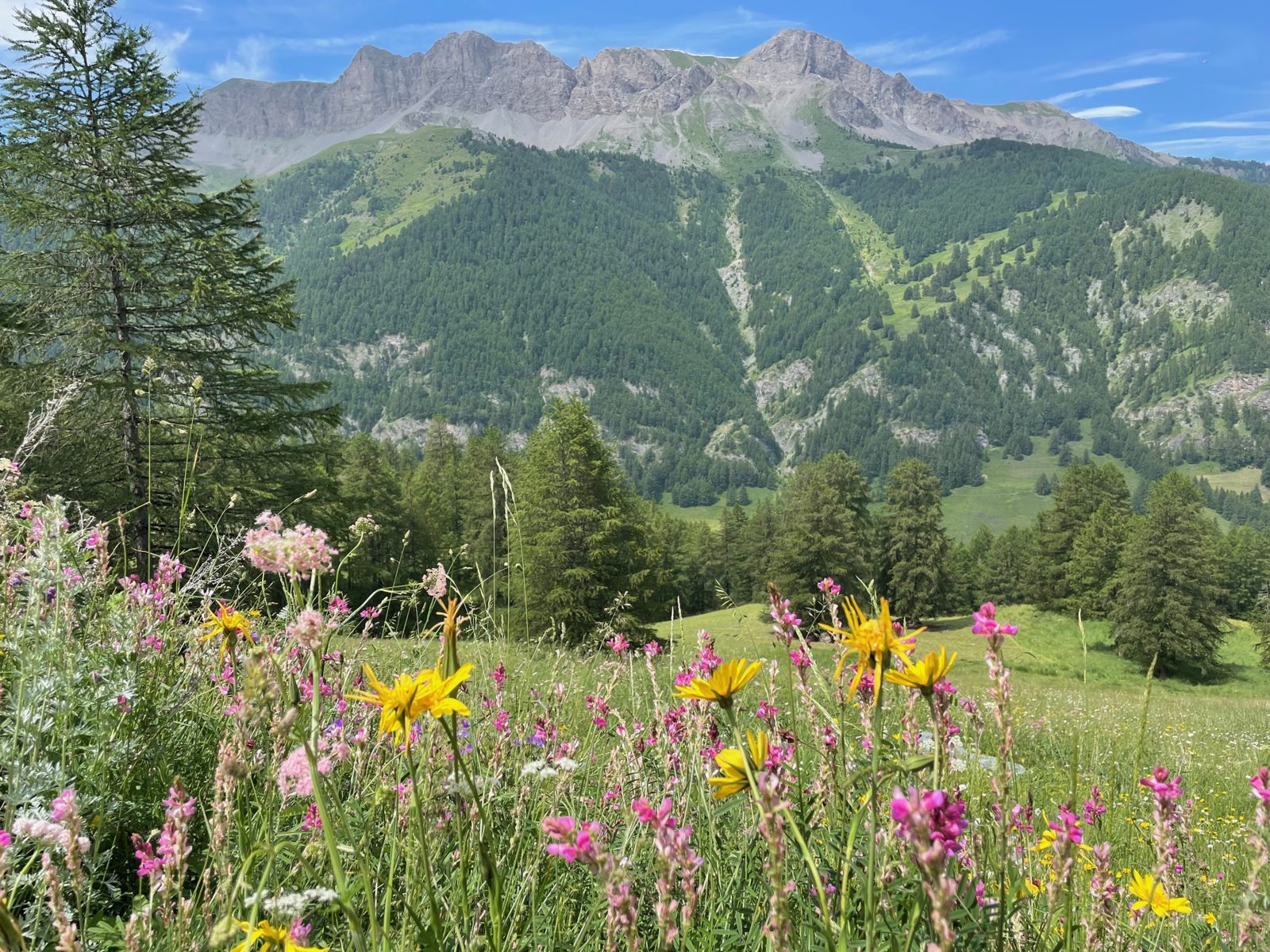 Prés fleuris devant les montagnes du Queyras, au Coin